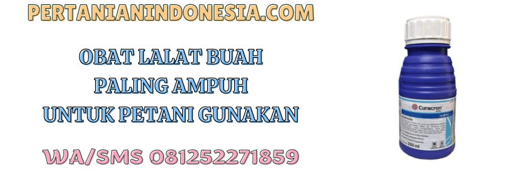obat,obat lalat buah,paling ampuh,petani,pertanian indonesia